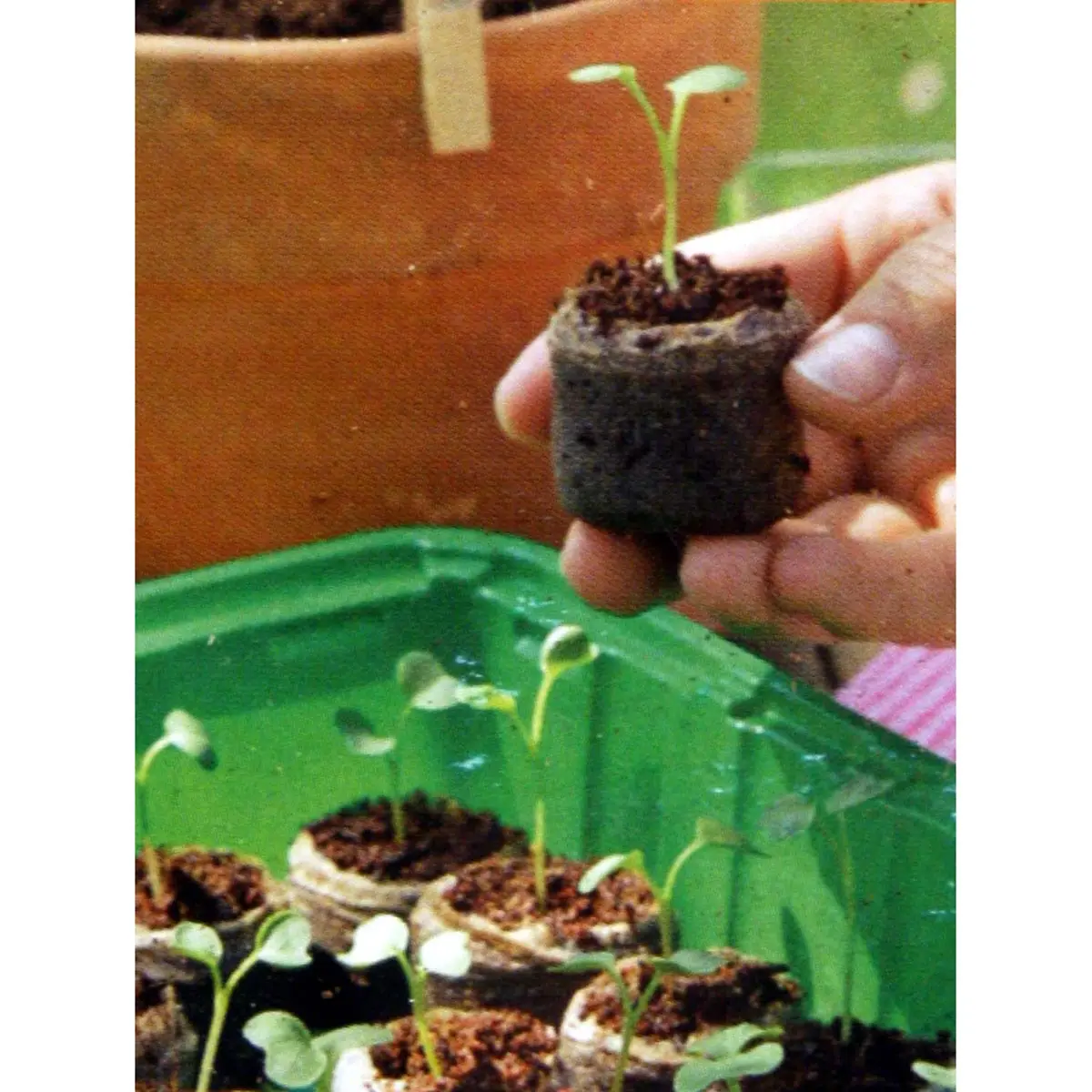 100 bolitas de coco, 3,6 cm